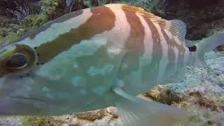 Friendly Grouper
