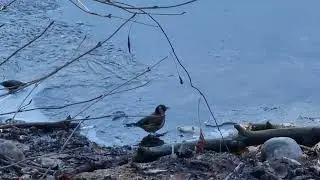 In INVERNO CARDELLINO ai LAGHETTI di TAIO VALLAGARINA TRENTINO 