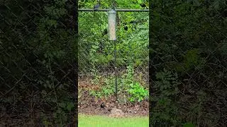 BIRDS - The Grackles