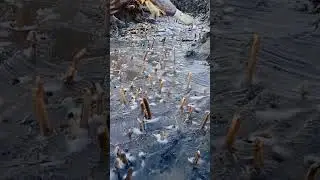 Catching razor clams: There are many razor clams on the beach, it's really too many.