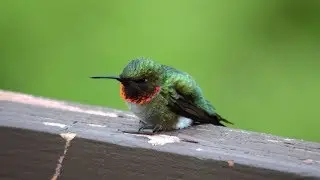 Hummingbird starts flying again after hitting a window - Oiseau-mouche qui repart