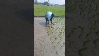 🍀🌿☘️💞Support farmers and 👍 like pannunga friends 🌱☘️🌿🍀