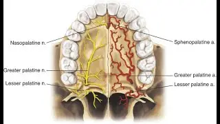 Contents of the Incisive foramen Nerves and vessels of incisive foramen