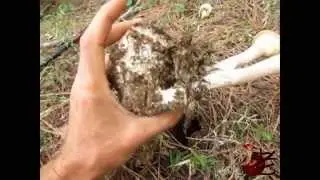Pleurotus tuber regime- Lentinus tuber regime- Australia