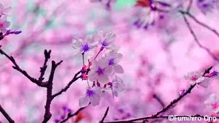 ”春立ちぬ” 〜マリンバ・デュオのために〜(2020) | 作曲：小野史敬