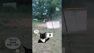 Judgy Cat's Farm Fails!