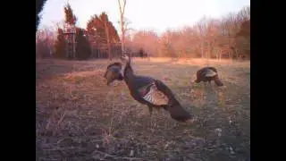 Bushnell Trophy Cam sample pics and videos