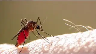 A&M entomologists create tools to combat disease-spreading mosquitos