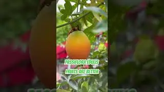 Growing passion fruit outdoors in the UK