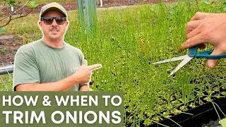 The ONLY TIME You Should Trim Onions!