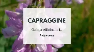 GALEGA OFFICINALE - CAPRAGGINE - Galega officinalis L. Fabaceae - Goat&rsquo;s rue - French lilac