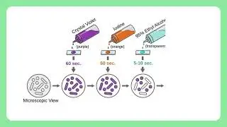 Gram Staining MICROBIOLOGY