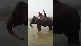 Elephant Blow Water Out From Trunk During Bathing in River