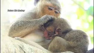 Lucas sleep well with magic Leyla milk....give banana to poor oldest monkey Sumara