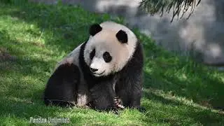 🐼 #Giantpanda Xiao Qi Ji is a good listener #shorts