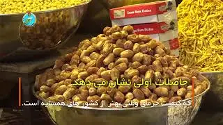 Date Production in Afghanistan
