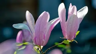 Mulan Magnolia 木兰n; version courte.