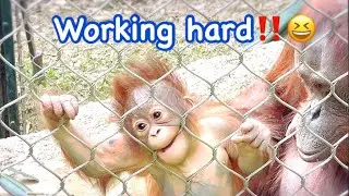 Bornean Orangutan 🦧 baby is sleeping in mom’s arms 💖🌟🌸