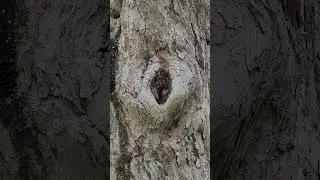 Oh. 🫨 Very noisy insect  🦗🦗