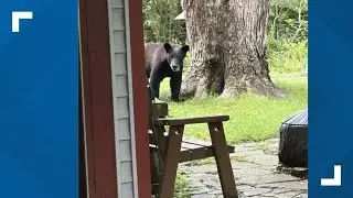 LIVE: Black bear in the 'burbs