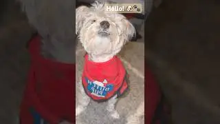 🐶 #yorkiepoo #dog #shorts #fyp #yorkie