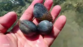 Kuha muna Tayo Ng pang ulam mga guy's, watch and learn.