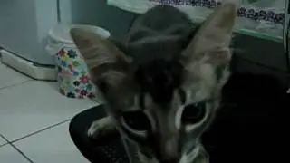 GATA MIANDO