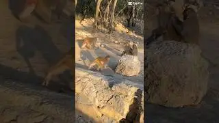 Daman e koh &ldquo;Land of Monkeys&rdquo;