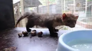 Жёлтый мангуст и куница белодушка любопытные! The yellow mongoose and the marten are curious!