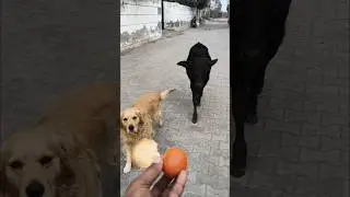 Wait for the end... unexpectedly cute! ❤️ #shorts #animalLover #cowvideos