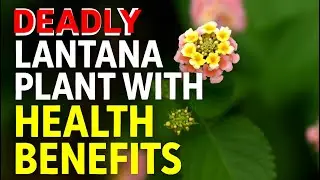Health benefits of the ❗️DEADLY❗️Lantana plant!