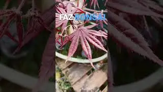Subscreve-te ao canal. Vem fazer Bonsai.