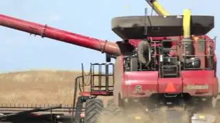Pea Harvest in Govan, Saskatchewan