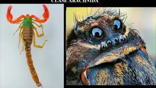 El subphylum Chelicerata