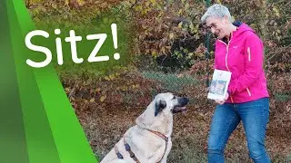 Hundetraining ► Kommandos lernen (Sitz!)