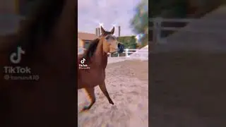 Cei mai de rasă cai