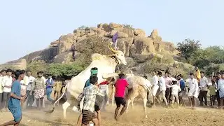 Gudikallu ramayya bulls #cow #beautifulfolksong #lovesong #comedy 