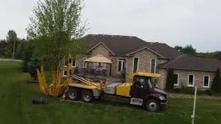 Planting a large Autumn Fantasy Maple with Big John 90
