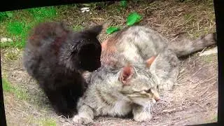 Как я потребовала алименты за подброшенных котят