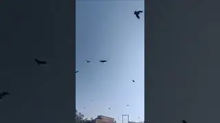 Man who can SUMMON Crows shows his POWERS! #shorts