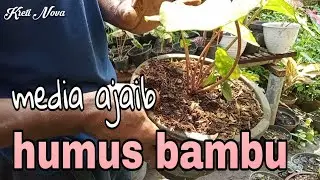 Humus bambu media Tanam ajaib untuk banyak Jeni's tanaman hias bersama pak Pono
