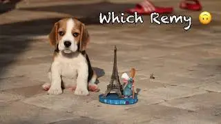 Baby Beagle #Short