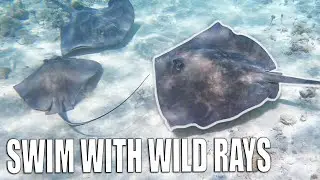 Swimming with STINGRAYS & SHARKS in CRYSTAL CLEAR Ocean Water - The Bahamas