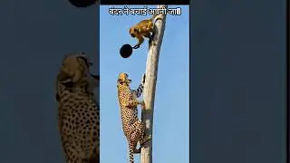 बंदर और चीता की लड़ाई #cheetah #bandar #animallife #animallovers #animal #ytshorts #shorts