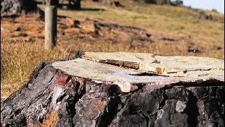 Nature - Trees of yesterday