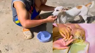 How To Remove Fleas From Sibling Girl and Boy Dogs