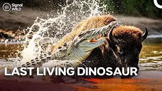 Living Dinosaurs: How Crocodiles Hunt to Survive?