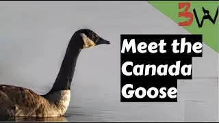 Meet the Canada Goose