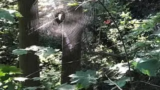 Exploring Rock Creek Park