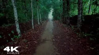 Relax and Sleep: A Rainy Walk Through the Village | Heavy  Rain on a Muddy Path | ASMR Rain Sound